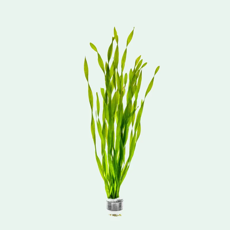 Vallisneria Contortionist - ACW