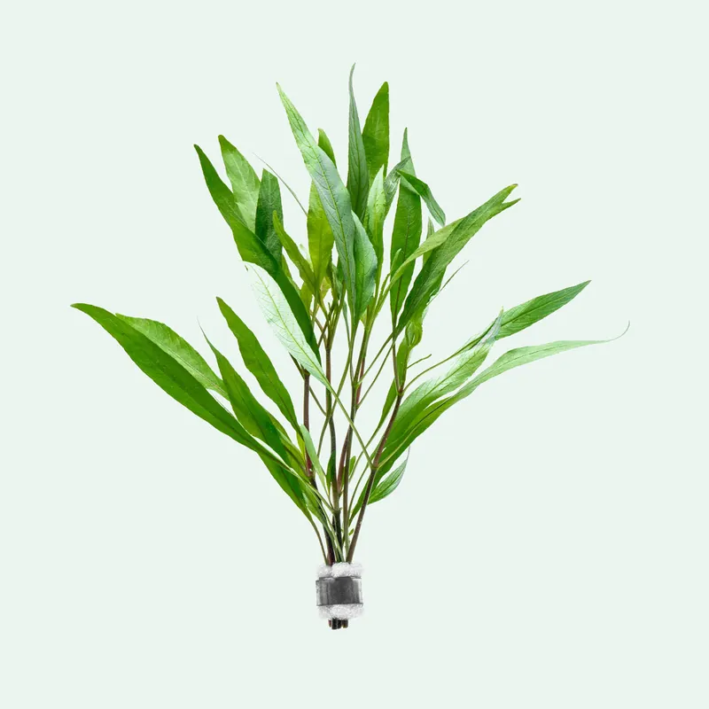 Hygrophila Angustifolia - ACW