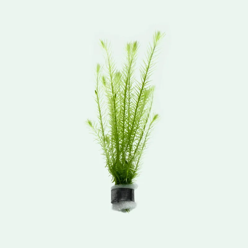 Mayaca Fluviatilis - ACW