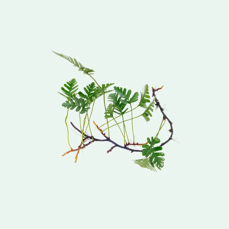 Davallia Repens - BUCE
