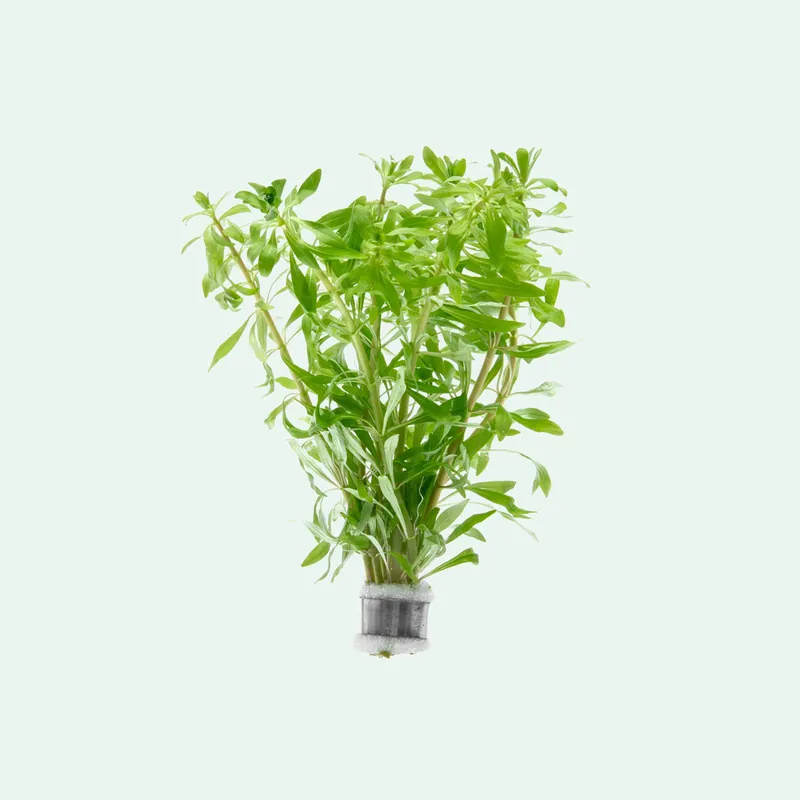 Ludwigia Inclinata var. Verticillata 'Pantanal' - CPA