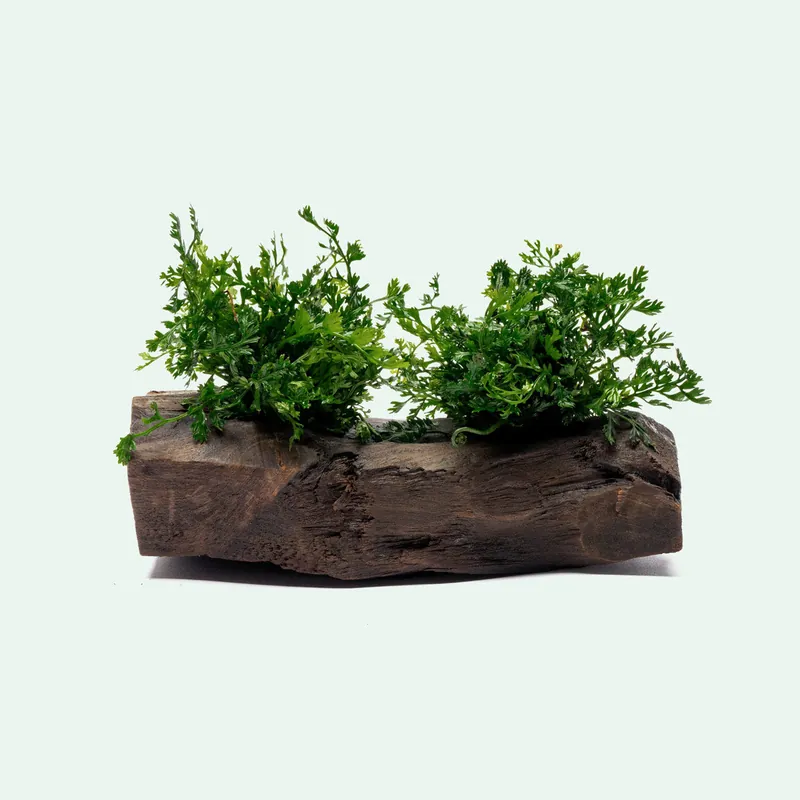 Bolbitis Difformis ‘Mini’ - Driftwood