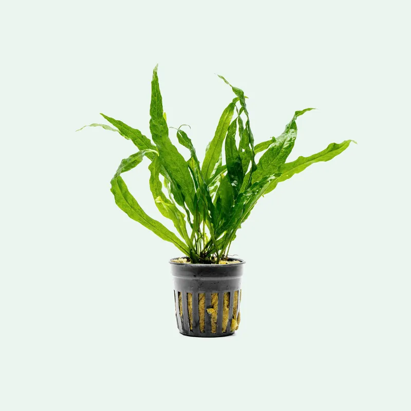 Microsorum Pteropus var. Soft Leaf - CPA