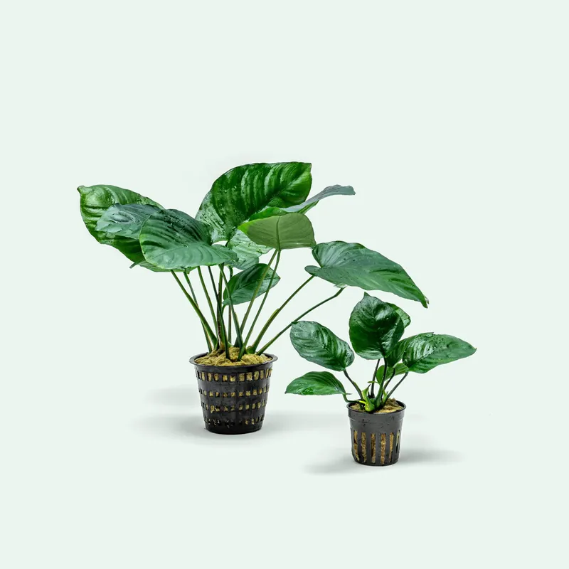 Anubias Barteri Broad Leaf - Mother Plant