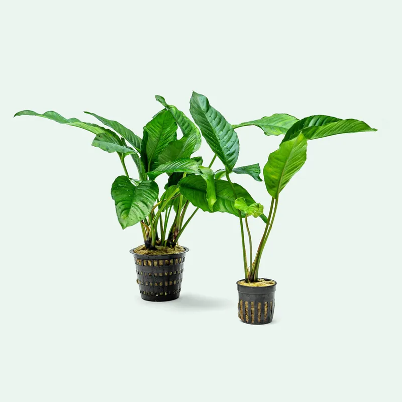 Anubias Heterophylla - Mother Plant
