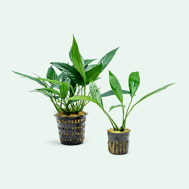 Anubias Lanceolata - Mother Plant