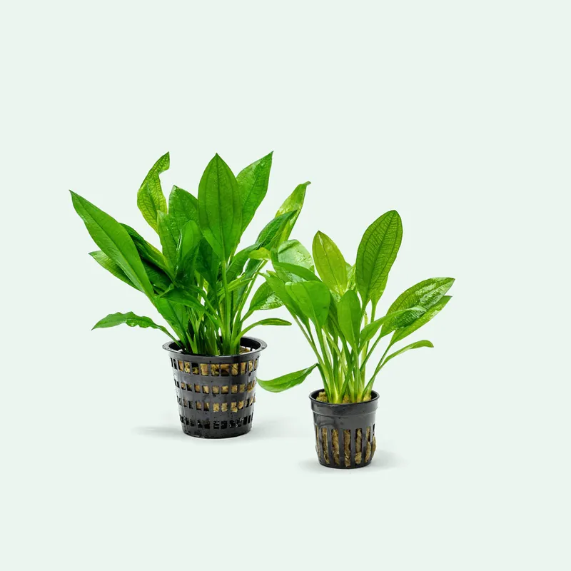 Echinodorus Bleheri - Mother Plant