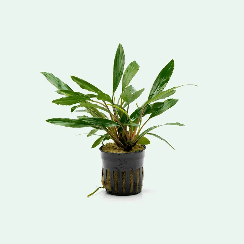 Homalomena Sekadau South Narrow Leaf - CPA