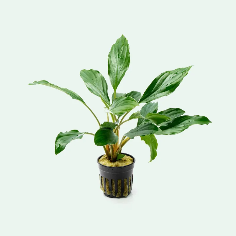Homalomena Broad Cuneate (Red Stem) - CPA
