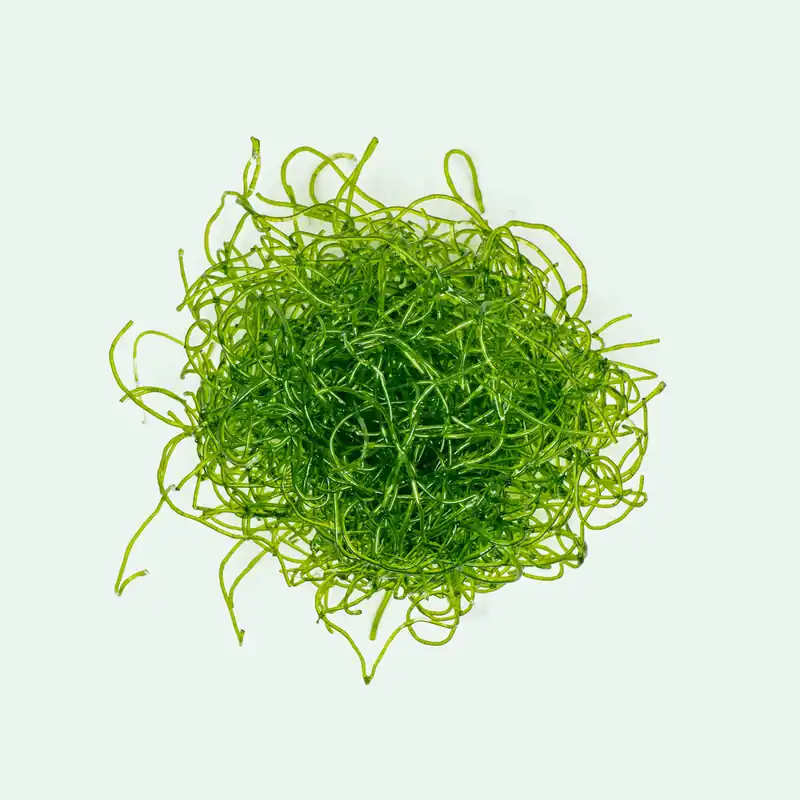 Chaetomorpha Macroalgae - Ultum Nature Systems