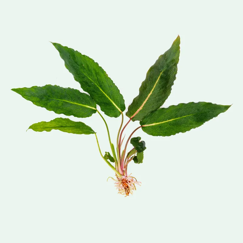 Homalomena sp. Papua (Samurai) - BUCE