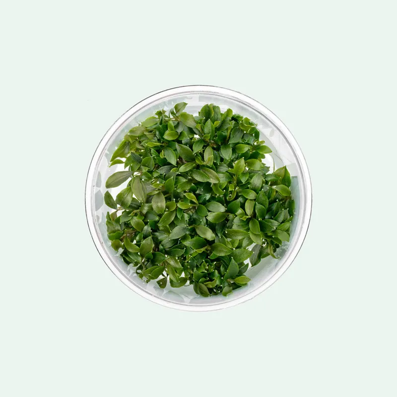Bucephalandra Sanggau Mini Wavy - ACW