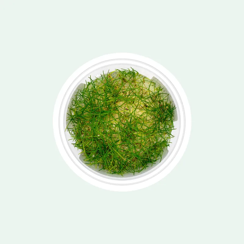 Eleocharis Parvula - Aquatic Farmer