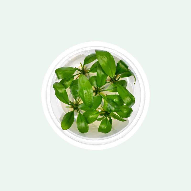 Anubias Barteri 'Gigantea' - Aquatic Farmer