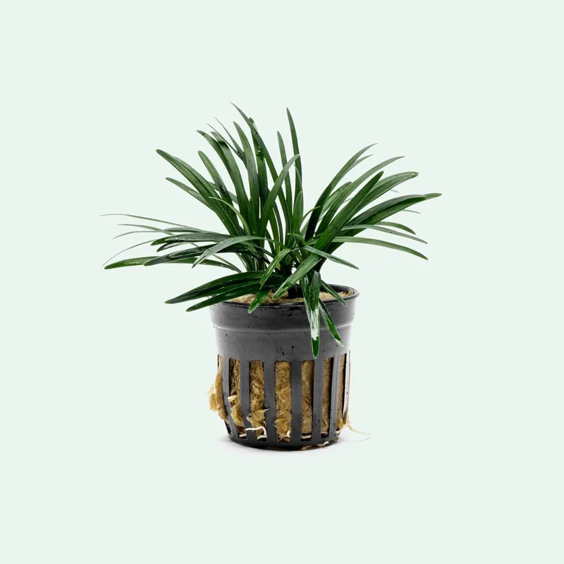 Ophiopogon Pusillus - CPA