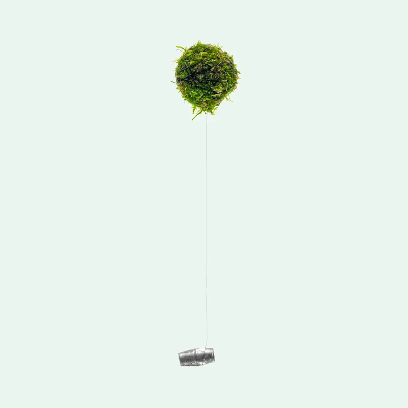 Floating Moss Ball - WCA