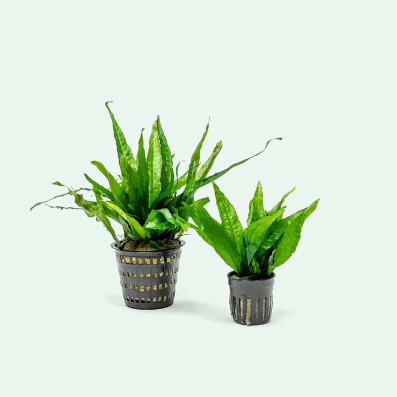 Microsorum Pteropus Java Fern - Mother Plant