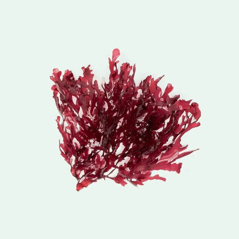 Dragon's Breath Macroalgae - Ultum Nature Systems