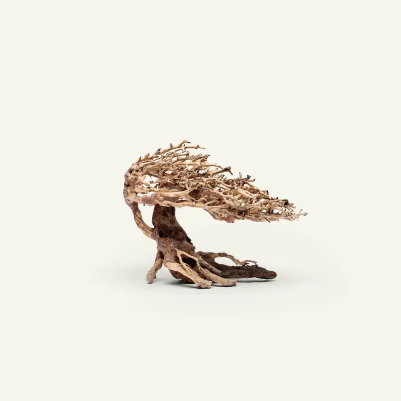 UNS Bonsai 019 - UNSHARDSCAPE