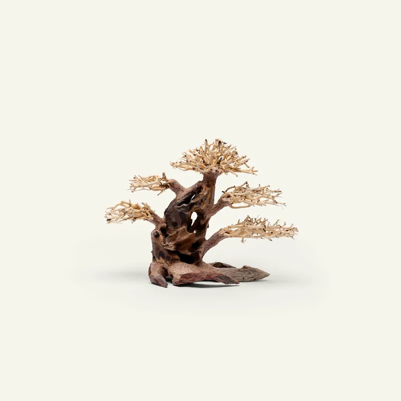UNS Bonsai 020 - UNSHARDSCAPE