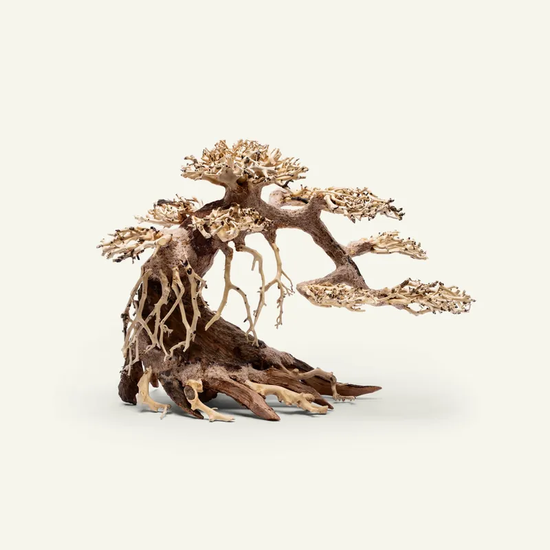 UNS Bonsai 021 - UNSHARDSCAPE