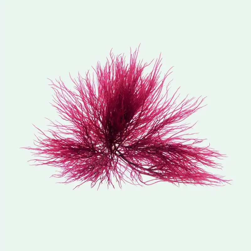 Red Ogo Gracilaria Macroalgae - Ultum Nature Systems