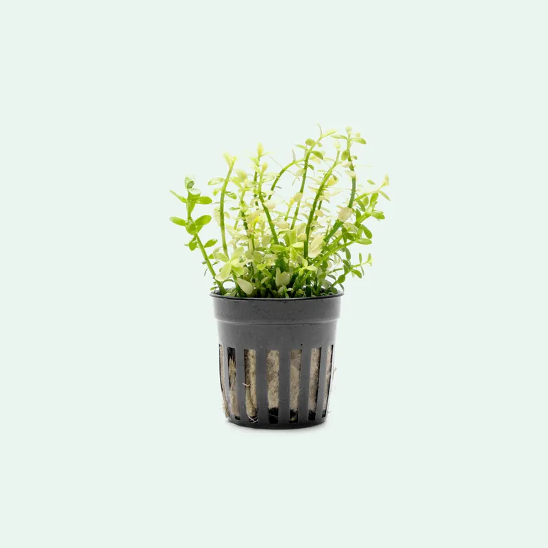 Bacopa Monnieri Platinum - WCA