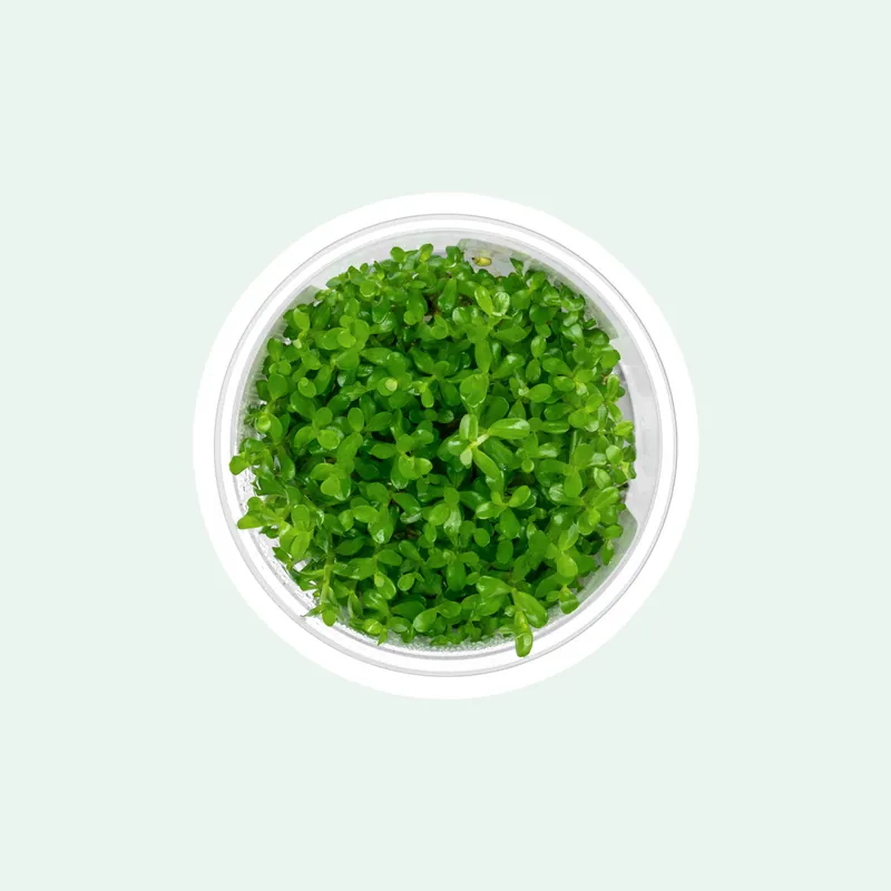 Rotala sp. Goias (Mexicana) - Aquatic Farmer