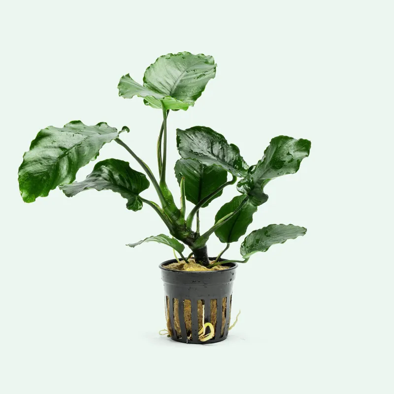 Anubias Emerald Bloom - CPA