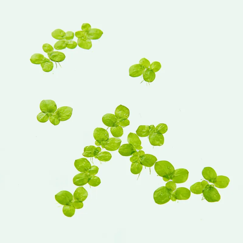 Duckweed (Lemna Minor) - BAP