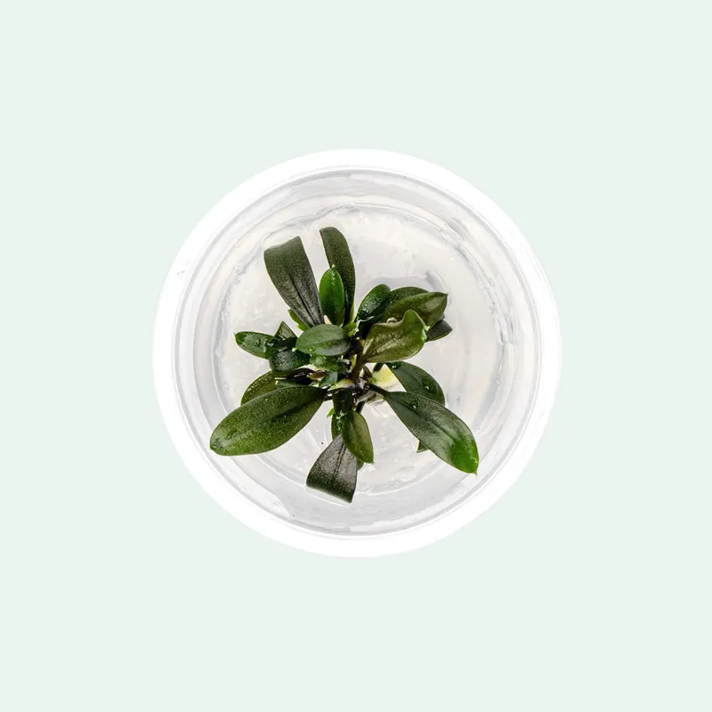 Bucephalandra Brownie Ghost - CPA