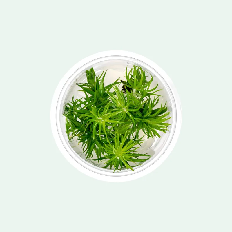 Eriocaulon Buergerianum - Aquatic Farmer