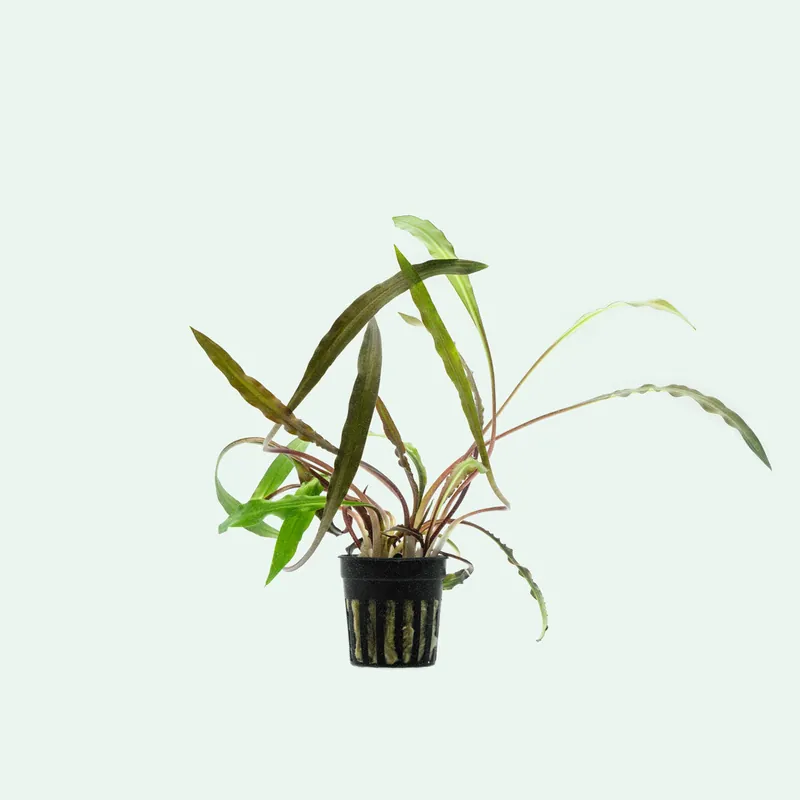 Cryptocoryne Spiralis Tiger - SI