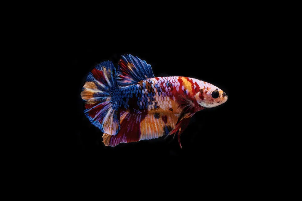 Koi Galaxy Male Betta Fish - CT