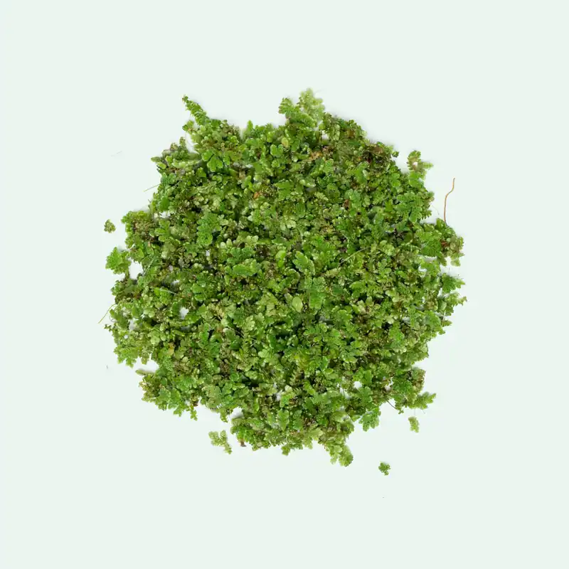 Azolla Mosquito Fern - Glass Aqua
