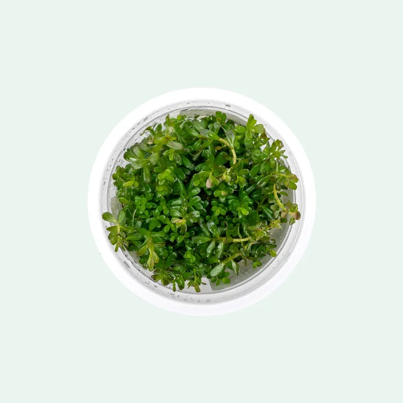 Rotala sp. 'Myanmar' - Aquatic Farmer