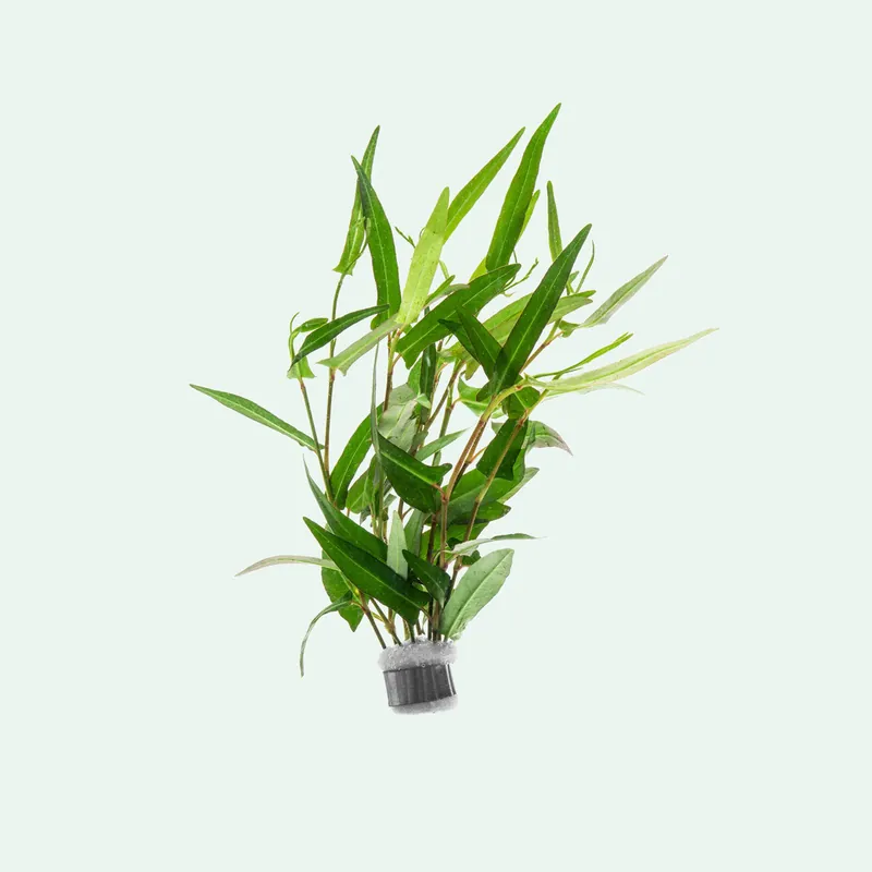 Persicaria Praetermissa - CPA