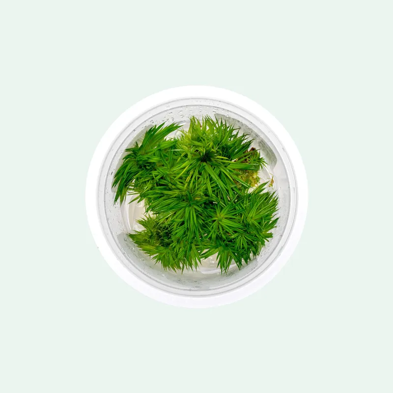 Eriocaulon Aquaticum - Aquatic Farmer