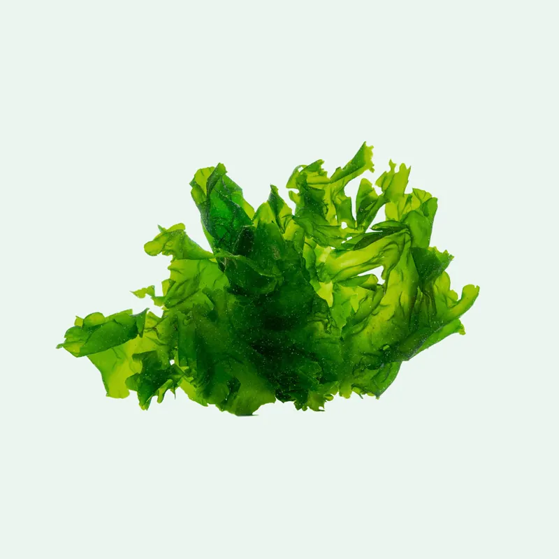 Sea Lettuce Ulva Macroalgae - Ultum Nature Systems