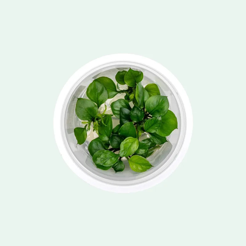 Anubias Barteri 'Round Leaf' - Aquatic Farmer