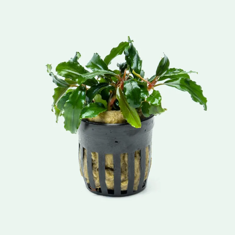 Bucephalandra Artemis - CPA