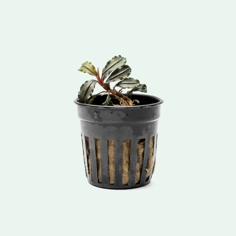 Bucephalandra Brownie Kapuas - CPA