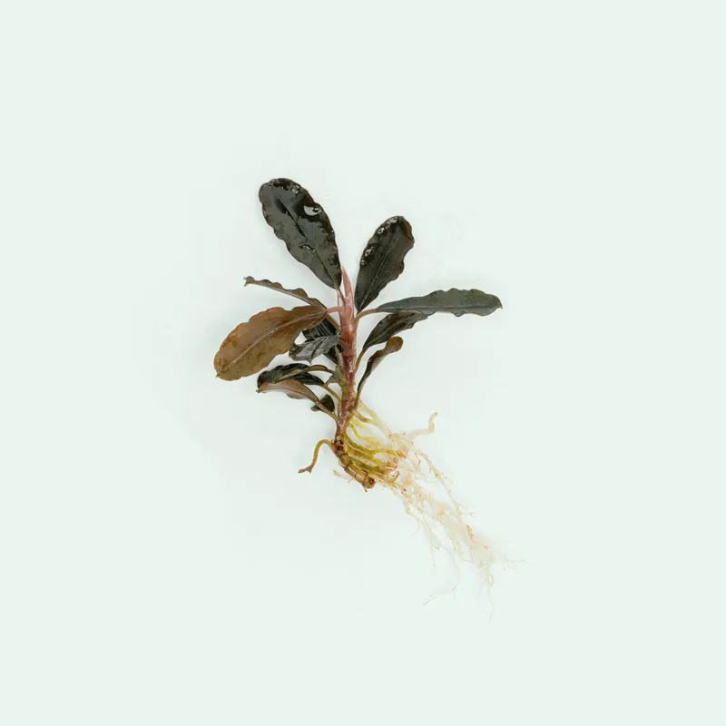 Bucephalandra Brownie Purple - CPA