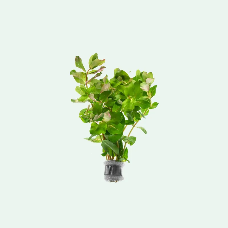 Rotala Rotundifolia Shimoga - CPA