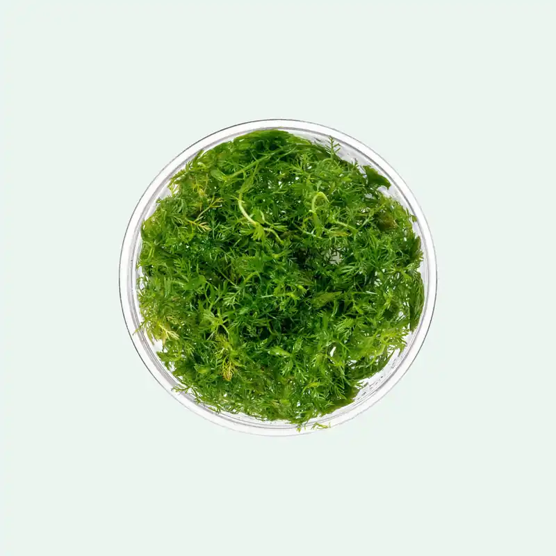 Myriophyllum Elatinoides 'Snowflake' - CPA