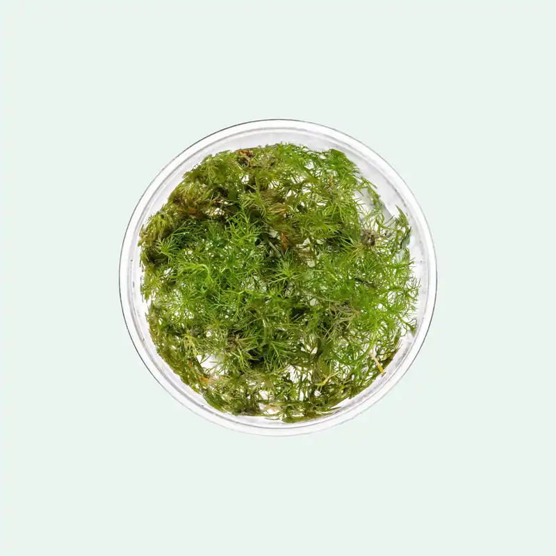 Myriophyllum sp. 'Roraima' - CPA