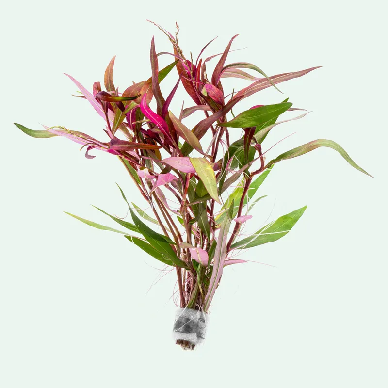 Persicaria Hydropiper - CPA