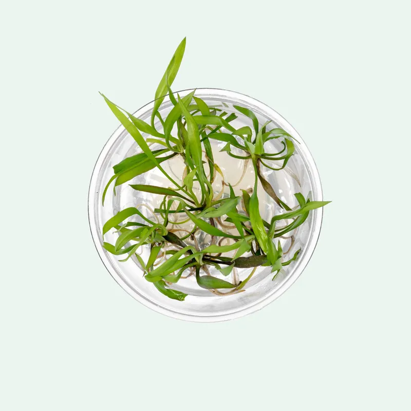 Cryptocoryne Spiralis 'Jwala' - ACW