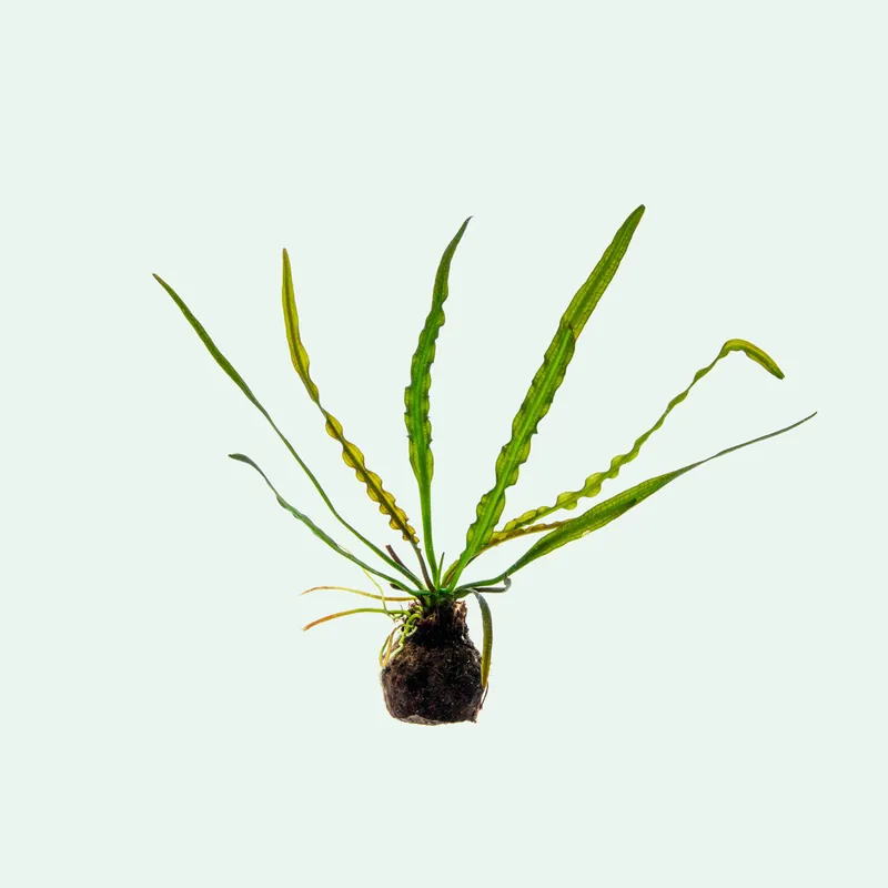 Aponogeton Longiplumulosus - SI