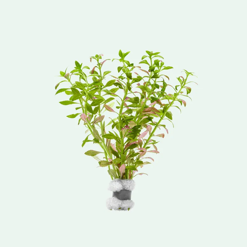 Limnophila Aromatica Mini - CPA